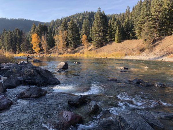 A river flows over rocks with a person fishing on the left; pine trees and autumn-colored trees line the riverbank under a clear sky, where a Lochsa river guiding duo leads anglers to hidden gems.